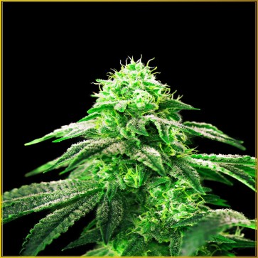 Hypnotic Feminised Cannabis Seeds